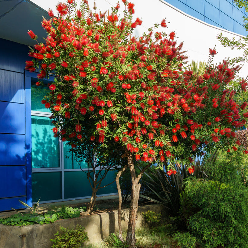 Callistemon rigidus – 10 Semi, Portamento Eretto, Foglie Pungenti, Siepe, Facile da Coltivare, Alta Germinabilità, Non-GMO