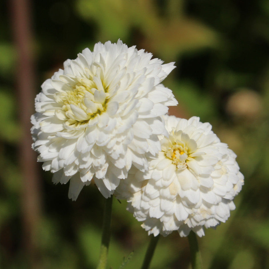 Camomilla Romana – 30 Semi – Fiori Bianchi Aromatici, Ideale per Infusi, Proprietà Calmanti, Alta Germinabilità