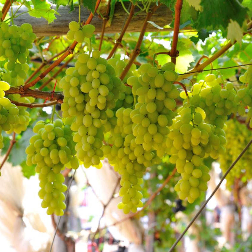 Semi di Airén Uva Bianca - 10 semi - Sementi per Vino Bianco Fatto in Casa, Semi di Vite Non OGM ad Alta Germinazione, Coltivazione in Vaso