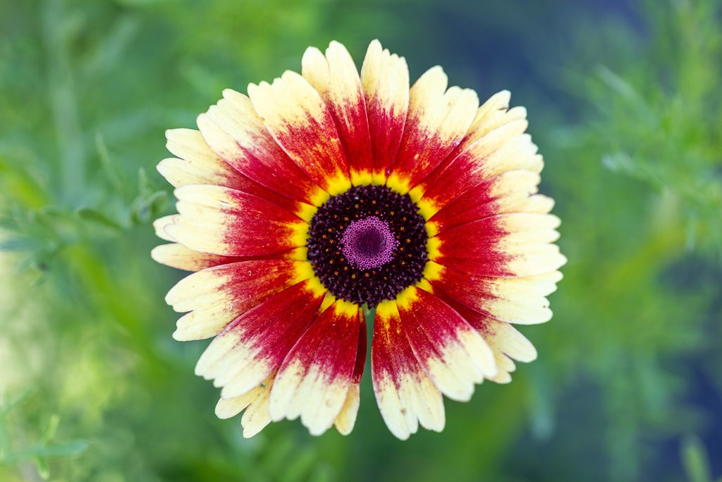 Crisantemo Carenato Tricolore Doppio Mix – 30 Semi – Gigante, Raro, Alta Germinabilità, Fiori Decorativi