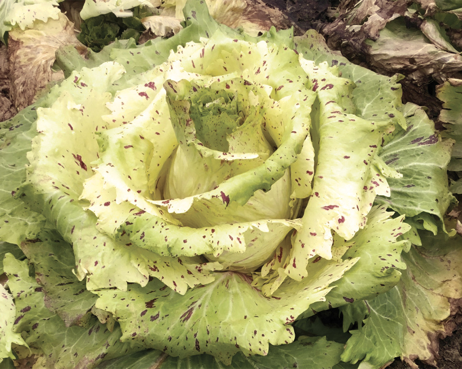Cicoria Variegata di Castelfranco – 30 Semi – Gigante, Rara, Alta Germinabilità, Foglie Variegate, Sapore Delicato, Non-GMO
