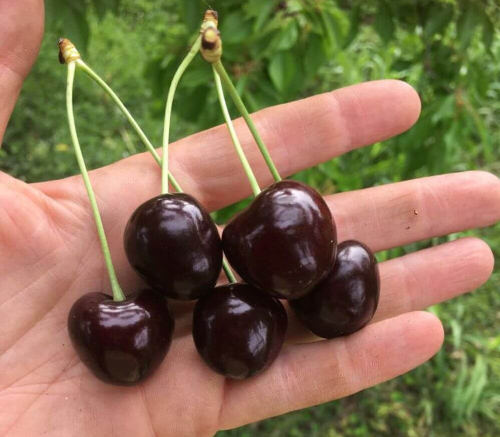 Moretta di Vignola IGP – 10 Semi – Ciliegio IGP, Frutti Scuri Aciduli, Ideale per Marmellate, Alta Germinabilità