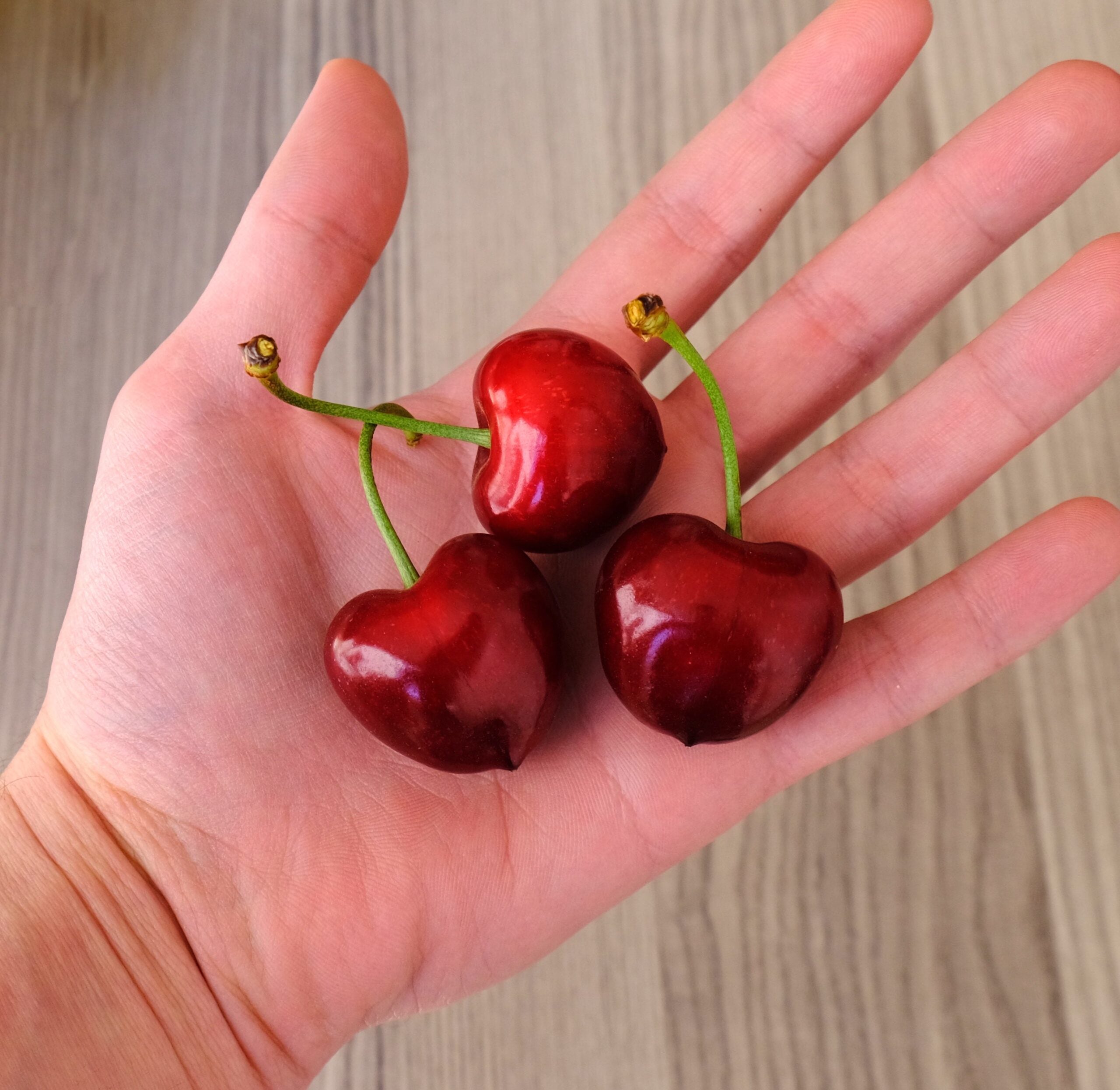 Ciliegie Ferrovia – 10 Semi – Ciliegio di Grande Vigorìa, Frutti Grossi Croccanti, Sapore Dolce, Alta Germinabilità