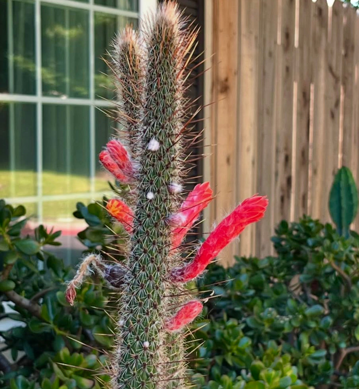 Cleistocactus bruneispinus – 10 Semi, Cactus a Candelabro, Spine Dorate, Ornamentale, Facile da Coltivare, Alta Germinabilità, Non-GMO