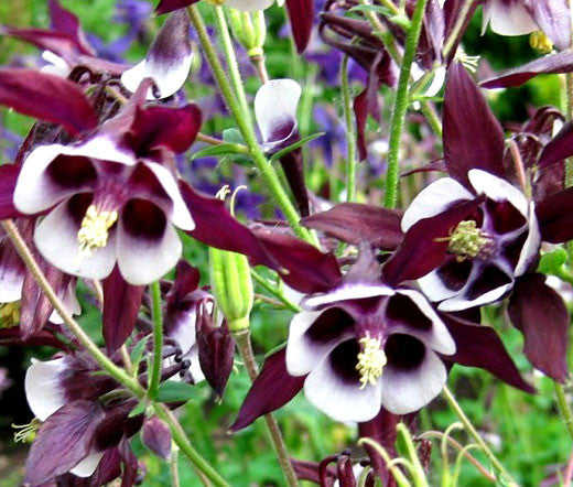 Aquilegia William Guiness – 30 Semi, Nero e Bianco, Rara, Bordure, Facile da Coltivare, Alta Germinabilità, Non-GMO