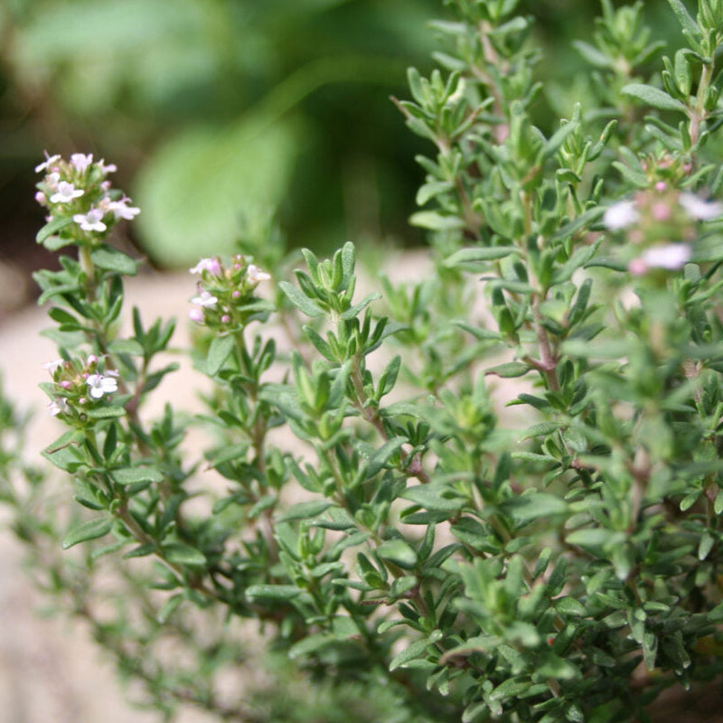 Timo Comune – 100 Semi – Heirloom Thyme Seeds, Pianta Aromatica e Medicinale, Facile da Coltivare, Orto e Vaso, Alta Germinabilità, Non-GMO
