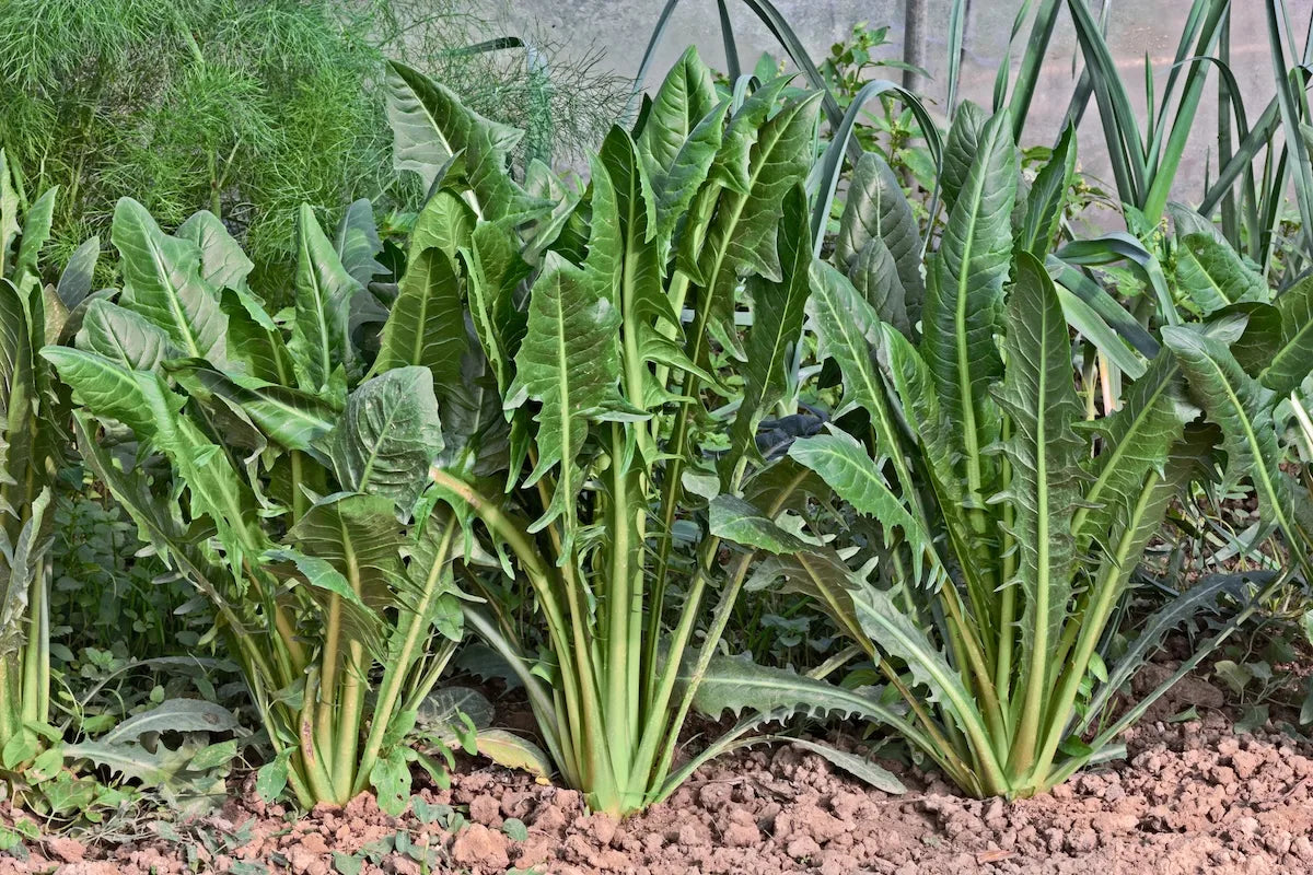 Cicoria – 10 Semi, Radice e Foglie, Orto, Salute, Facile da Coltivare, Alta Germinabilità, Non-GMO