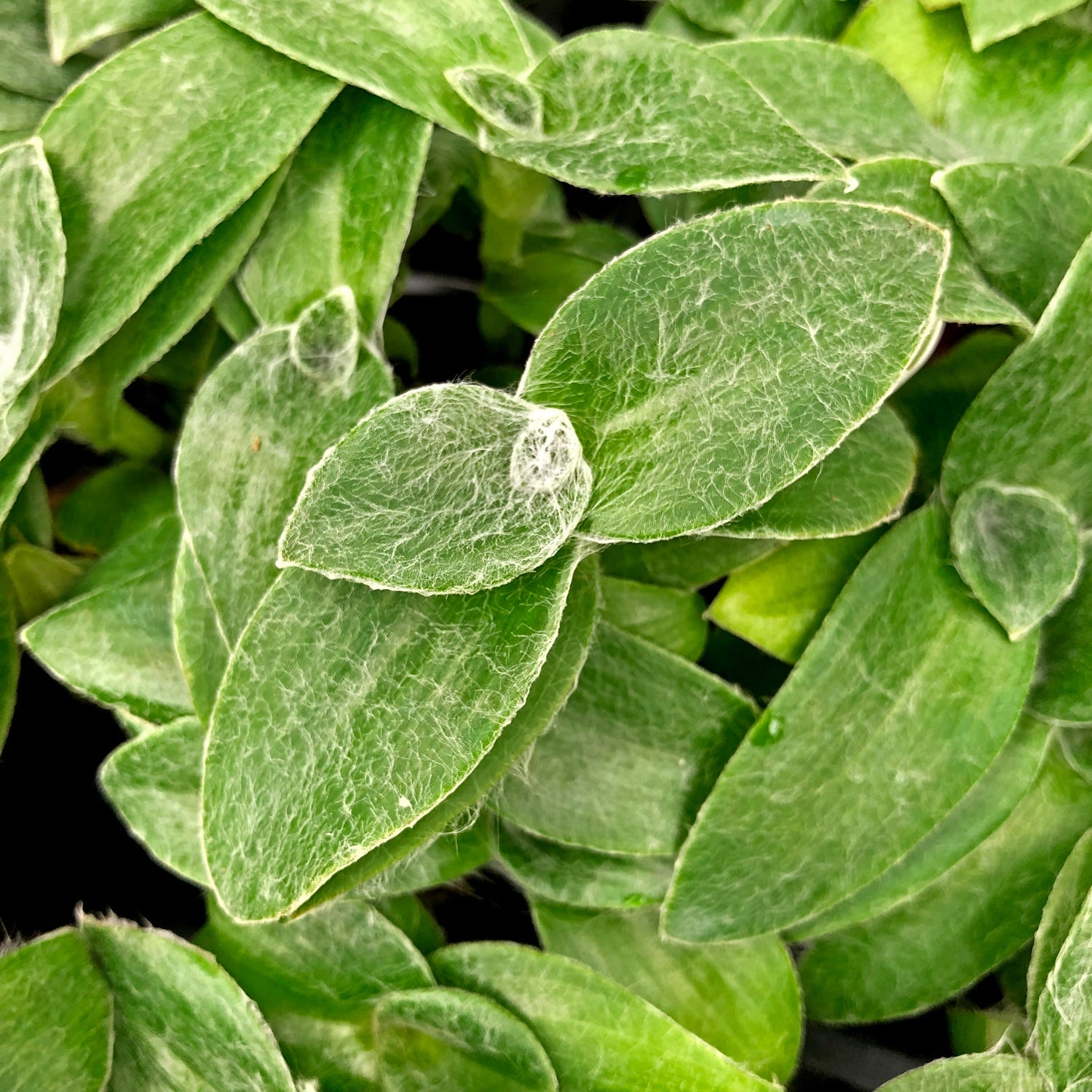 Tradescantia sillamontana – 50 Semi, Foglie Lanose, Resistente, Balcone, Facile da Coltivare, Alta Germinabilità, Non-GMO