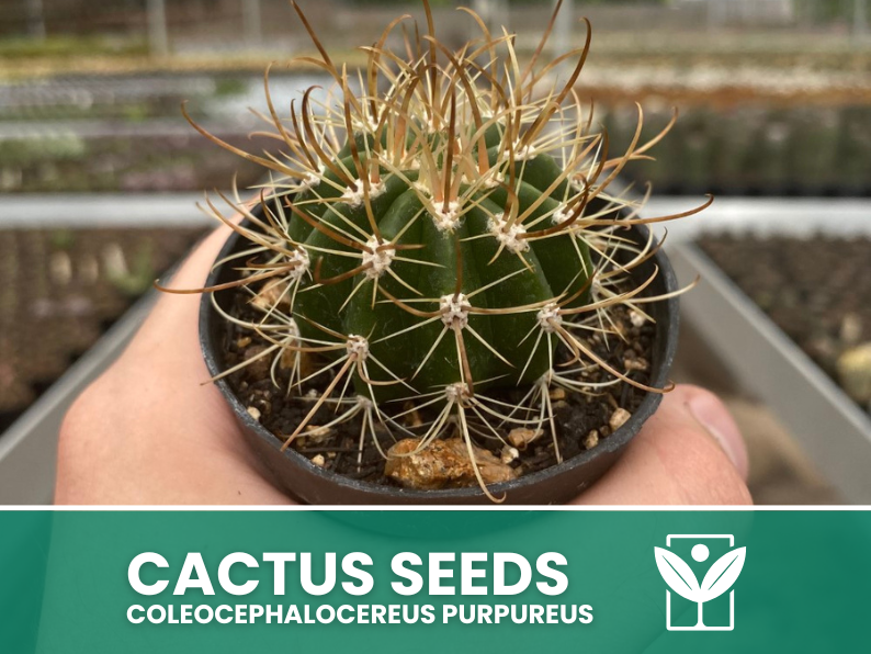 Coleocephalocereus Purpureus – 10 Semi – Cactus Seeds, Pianta Succulenta, Cactaceae, Fiore, Alta Germinabilità - Botanis - Vendita semi online di piante rare