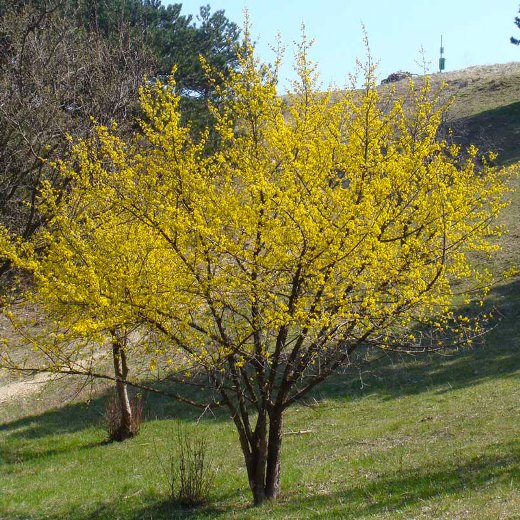 Corniolo – 10 Semi, Frutti Rossi, Edibile, Ornamentale, Facile da Coltivare, Alta Germinabilità, Non-GMO