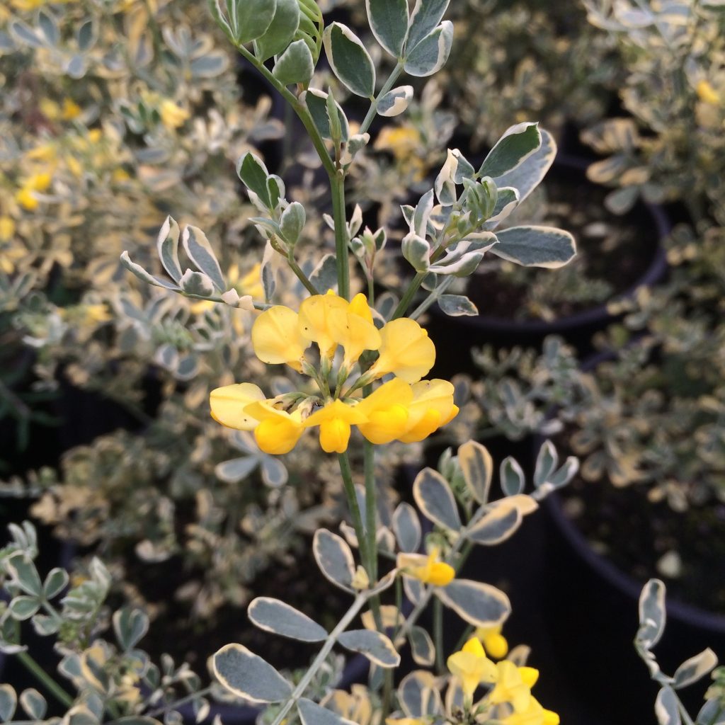 Coronilla Valentina – 10 Semi, Profumato, Sempreverde, Giardino, Facile da Coltivare, Alta Germinabilità, Non-GMO