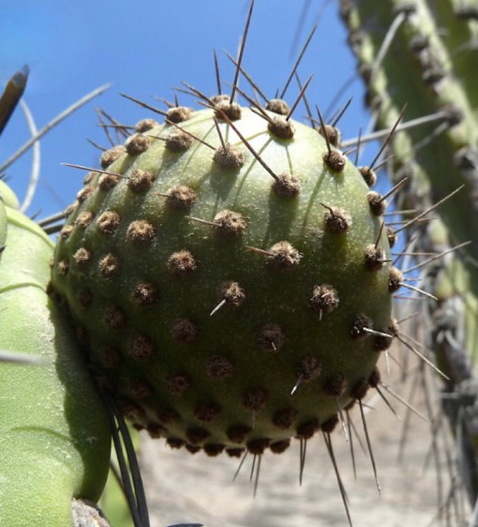 10 Semi di Corryocactus brevistylus – Semi Freschi, Alta Germinabilità, No-GMO