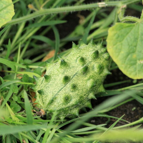 Kiwano Cucumis Metuliferus Cetriolo Corno – 10 Semi – Frutto Esotico, Polpa Gelatinosa, Gusto Unico, Ideale per Cocktail, Non-GMO
