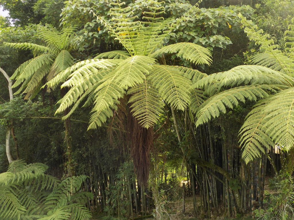 10 Semi di Cyathea Bicrenata - Semi Freschi, Alta Germinabilità, No-GMO
