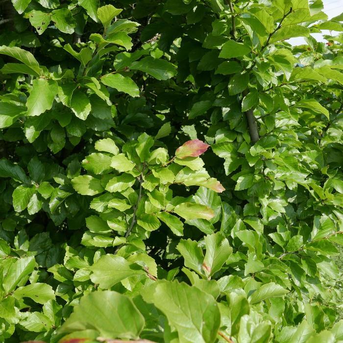 Parrotia persica Persian Spire – 20 Semi, Foglie Cangianti, Colonna, Giardino, Facile da Coltivare, Alta Germinabilità, Non-GMO