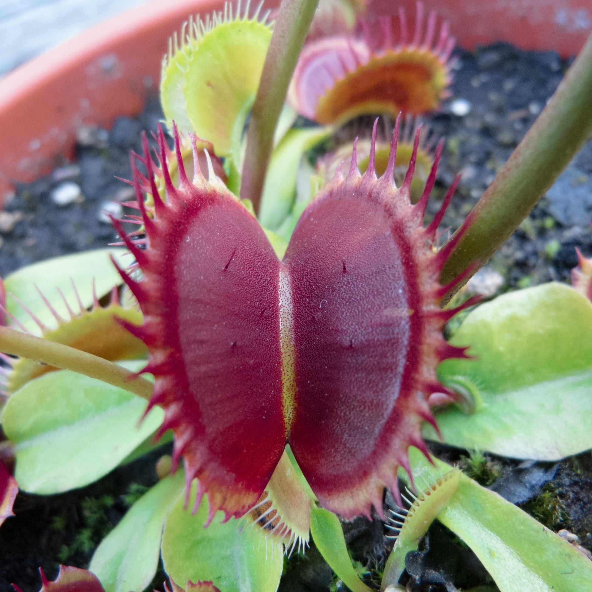 10 rare seeds DIONEA RED TEETH tree carnivorous plant - rare seeds - high quality selected seeds