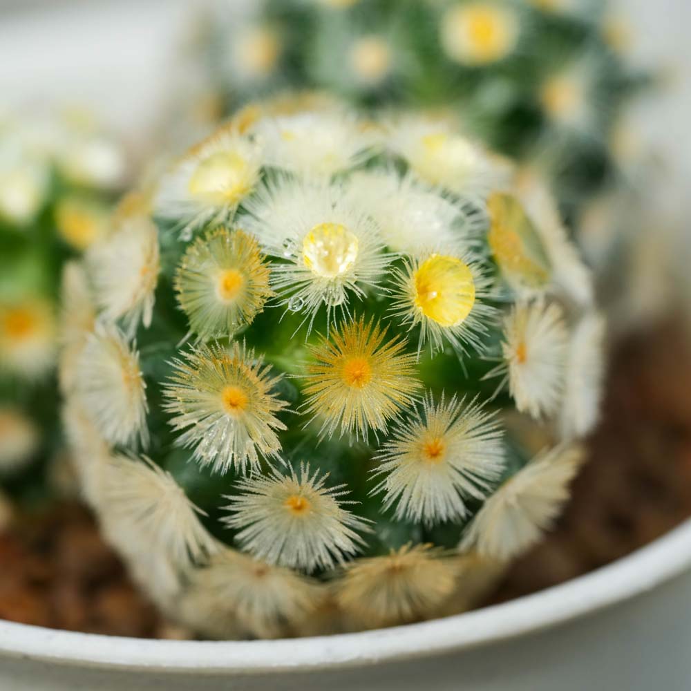 Mammillaria prolifera - 10 Semi – Alta Germinabilità, Varietà Selezionata, Non-GMO