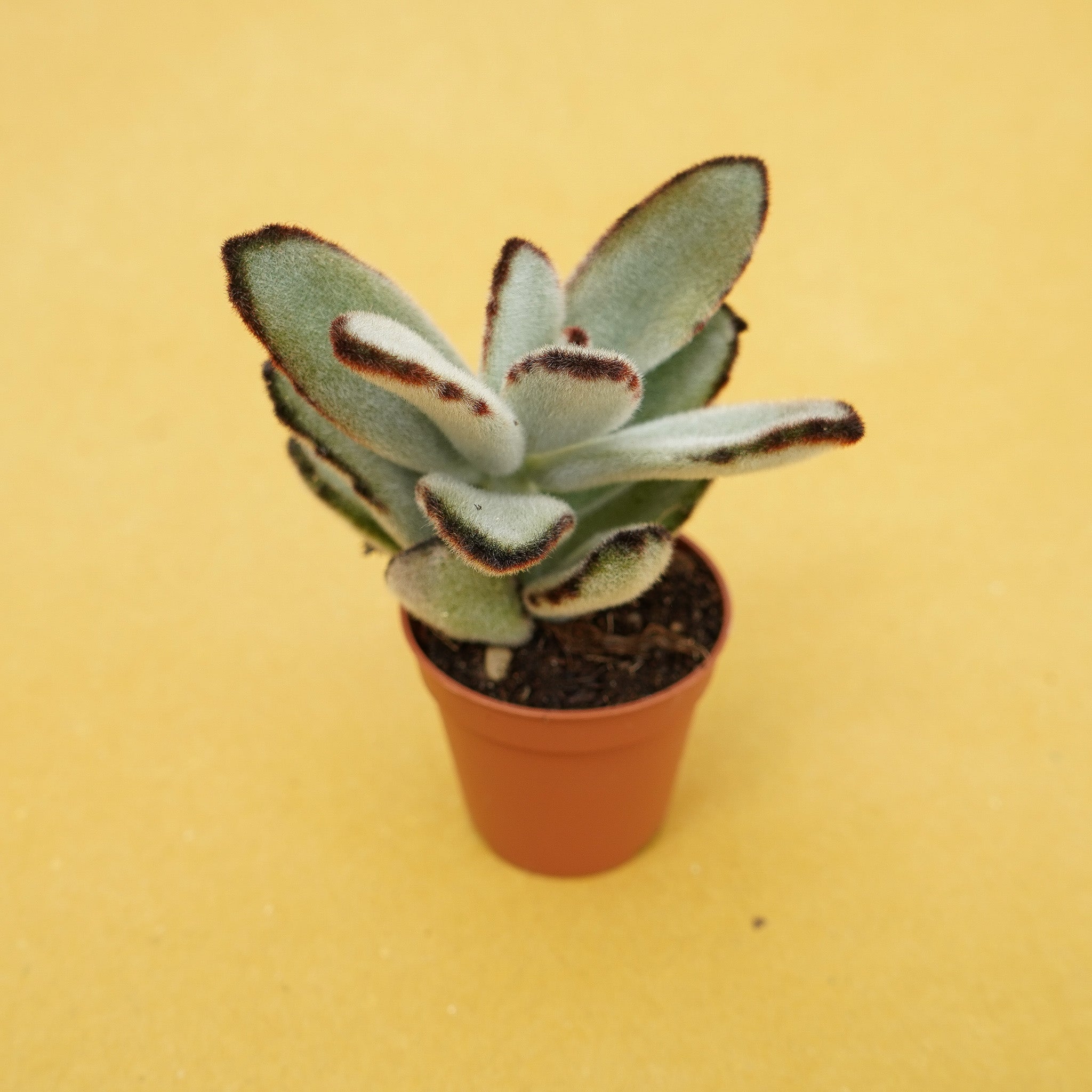 Kalanchoe tomentosa - 10 Seeds – High Germination, Selected Variety, Non-GMO