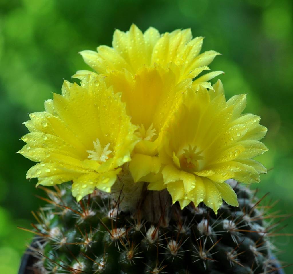 Parodia formosa - 10 Semi – Alta Germinabilità, Varietà Selezionata, Non-GMO