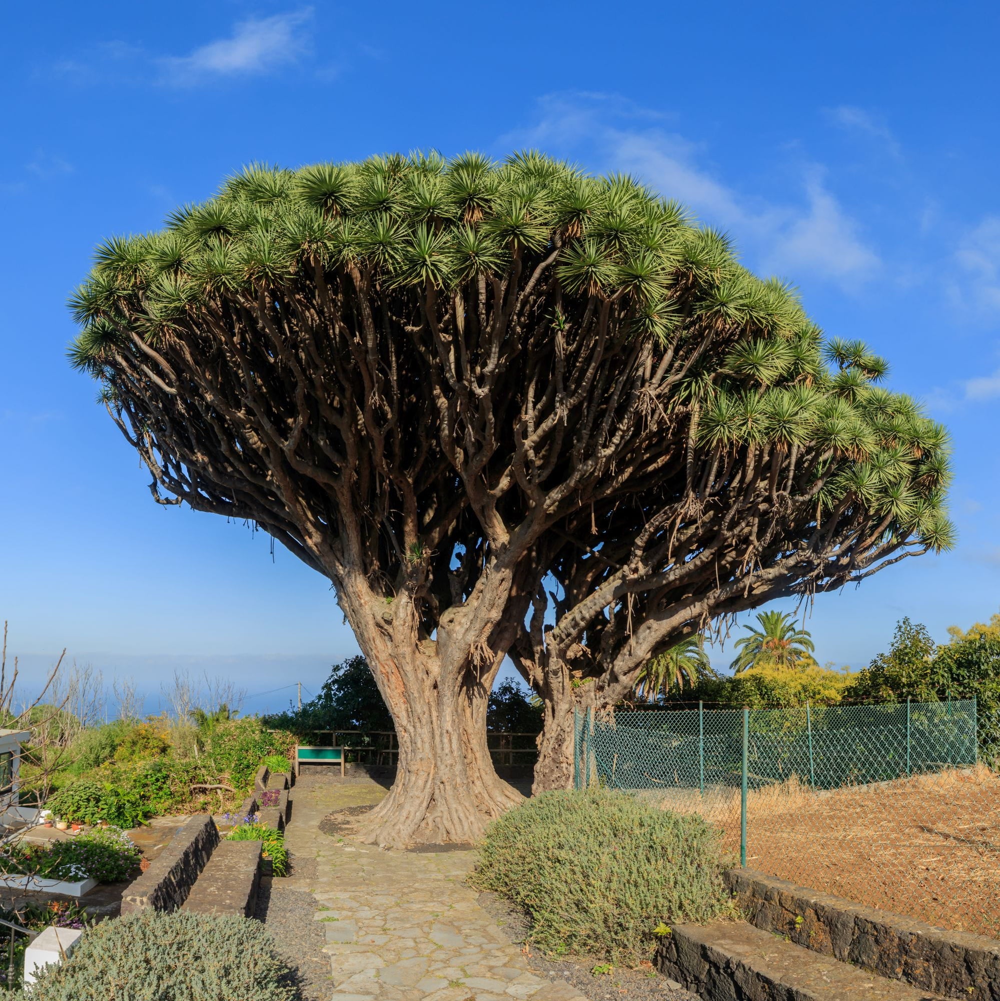 Dracaena Draco Albero Draco – 6 Semi – Palma Esotica, Crescita Lenta, Ideale per Vaso e Interni
