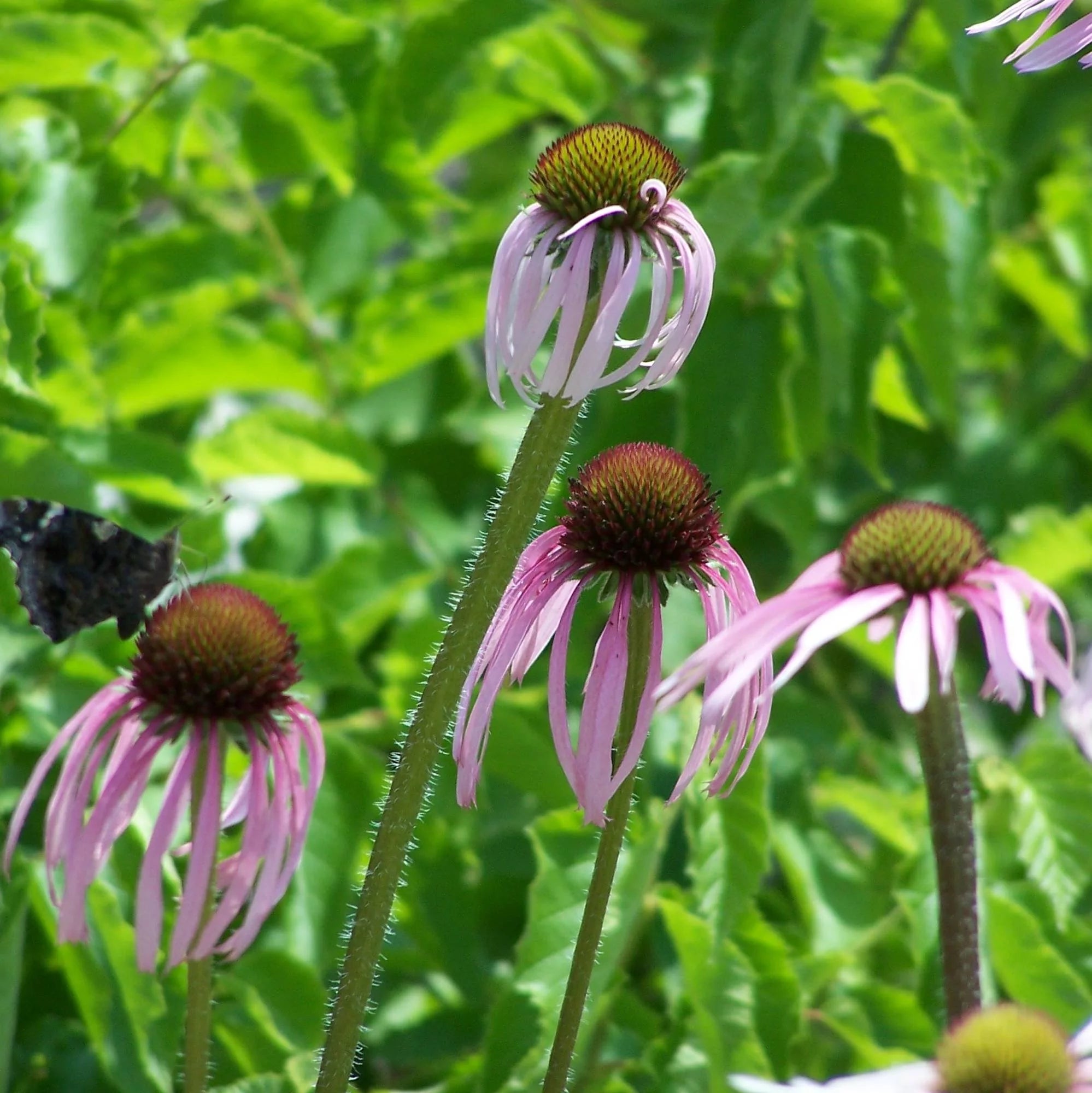 Echinacea Pallida – 10 Semi, Radice Officinale, Giardino, Facile da Coltivare, Alta Germinabilità, Non-GMO