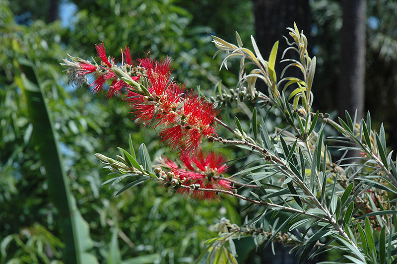 Callistemon Hannah Ray – 10 Semi, Portamento Piangente, Rosso Vivo, Vasi, Facile da Coltivare, Alta Germinabilità, Non-GMO