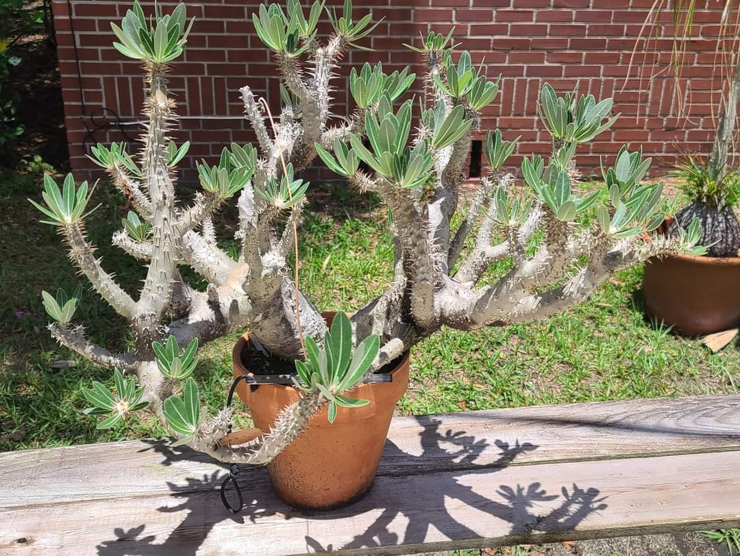 Pachypodium horombense - 10 Semi – Alta Germinabilità, Varietà Selezionata, Non-GMO