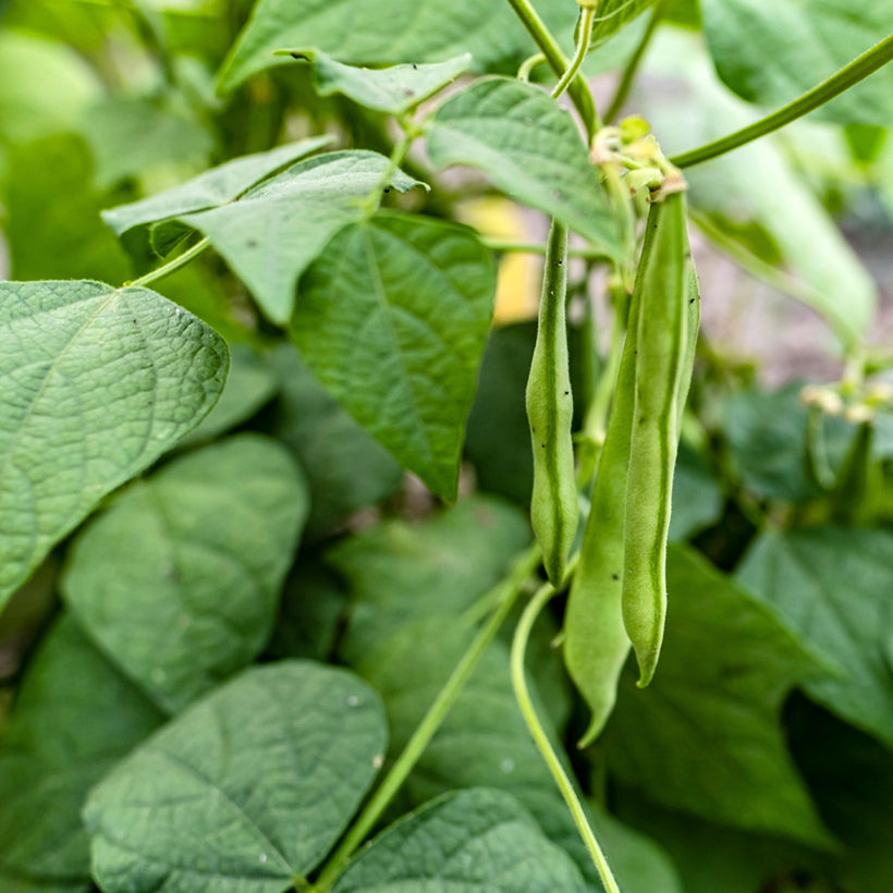 The Sutton Bean – 20 Seeds, Dwarf Variety, Ideal for Pots, Compact, Easy to Grow, High Germination, Non-GMO