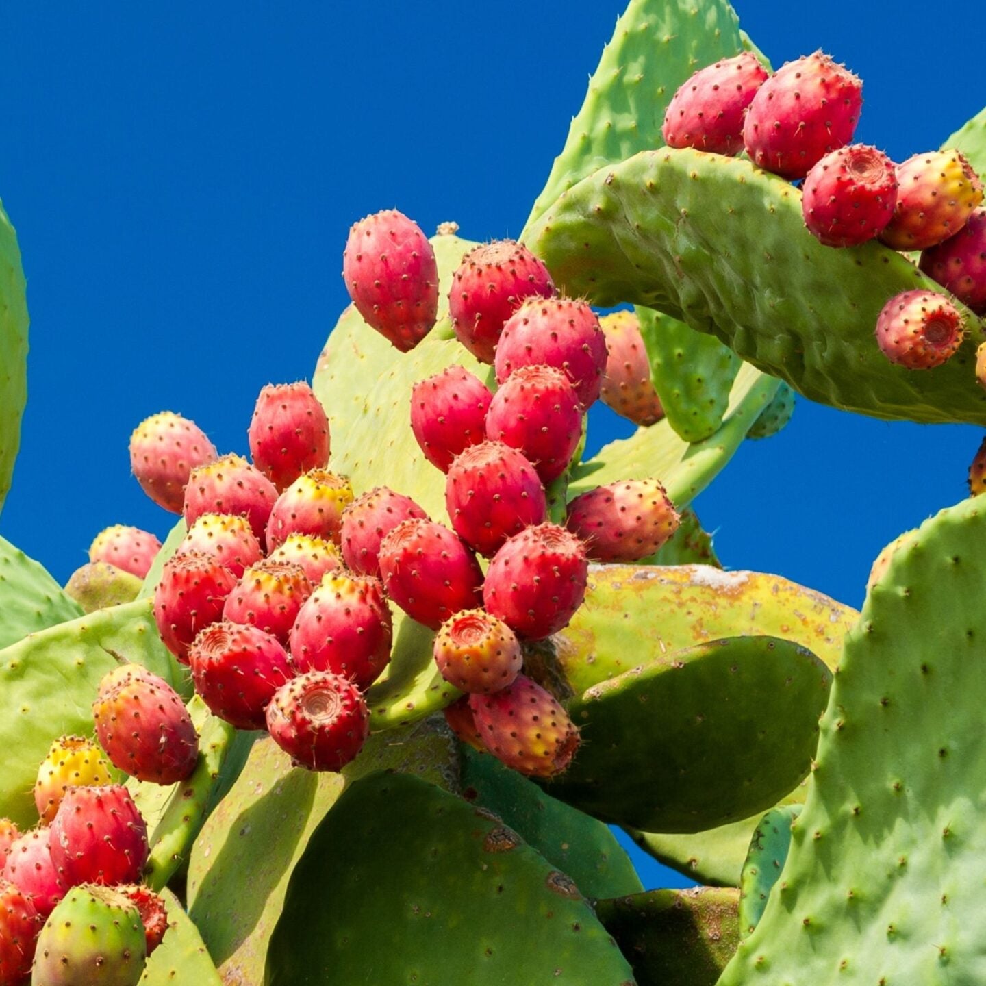 Fico d'India Opuntia Ficus Indica – 10 Semi – Pianta Frutto, Commestibile, Alta Qualità - Botanis - Vendita semi online di piante rare