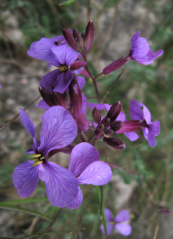 Moricandia Arvensis – 10 Semi, Fiori Viola, Insetti, Urbano, Facile da Coltivare, Alta Germinabilità, Non-GMO