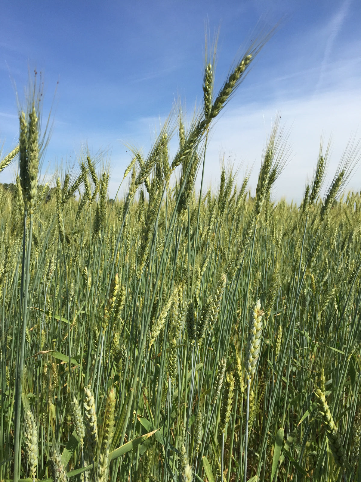80 Semi di Frumento Mix Tenero Toscana 1 – Semi Freschi, Alta Germinabilità, No-GMO