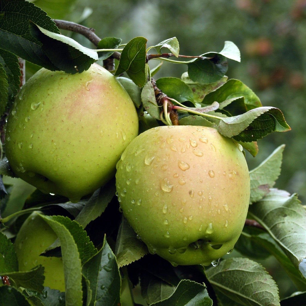 Mele Golden Delicious – 10 Semi – Alta Germinabilità, Varietà Selezionata, Non-GMO