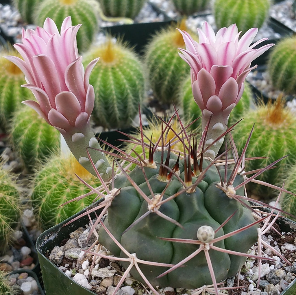 Gymnocalycium schickendantzii - 10 Semi – Alta Germinabilità, Varietà Selezionata, Non-GMO