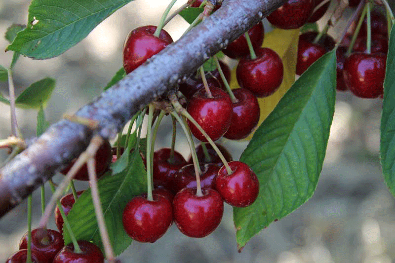 Ciliegie Dell'Etna DOP – 10 Semi – Ciliegio DOP, Frutti Rossi Intensi, Sapore Unico, Alta Germinabilità