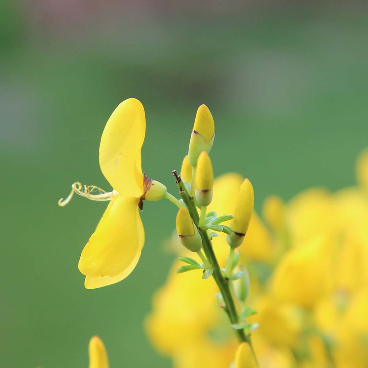 Ginestra dei Carbonai – 10 Semi, Robusta, Gialla, Esterno, Facile da Coltivare, Alta Germinabilità, Non-GMO