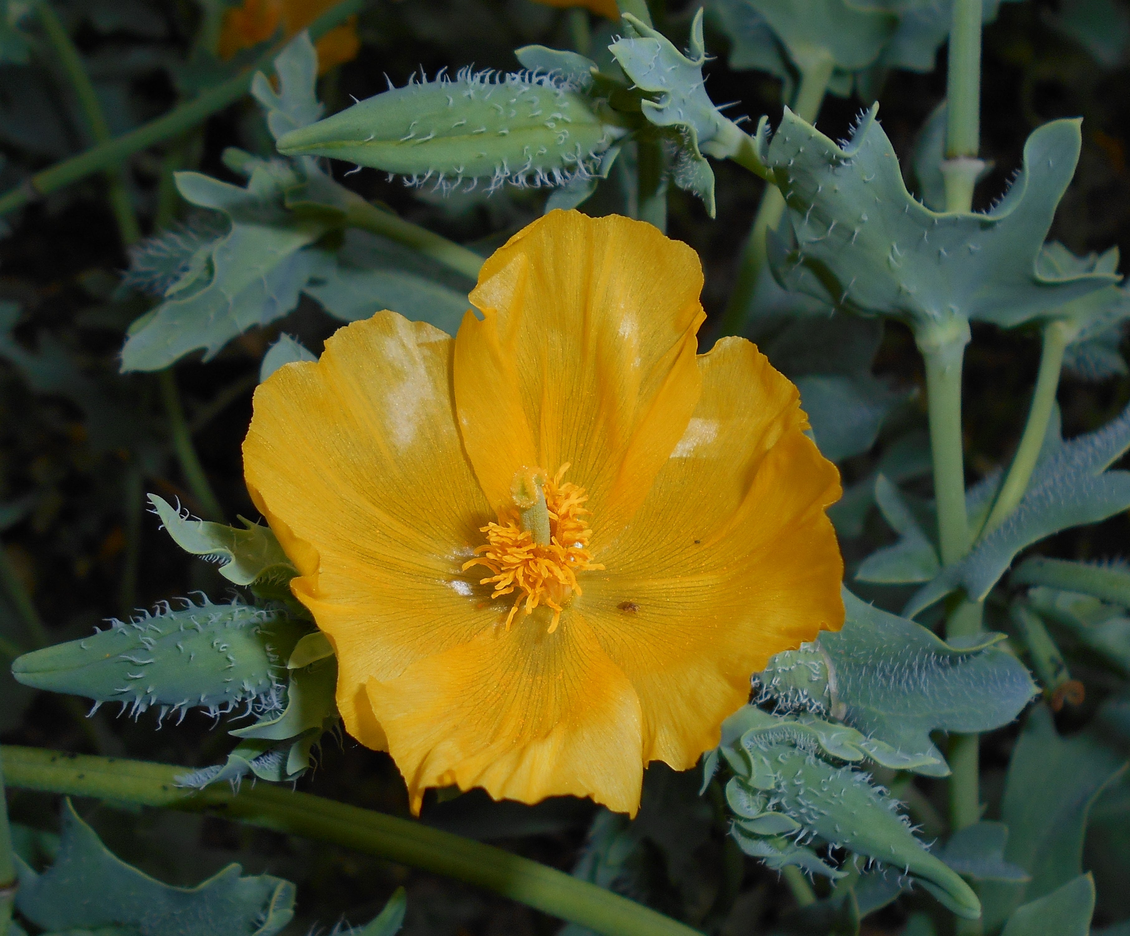 50 Semi di Papavero cornuto Glaucium flavum – Semi Freschi, Alta Germinabilità, No-GMO