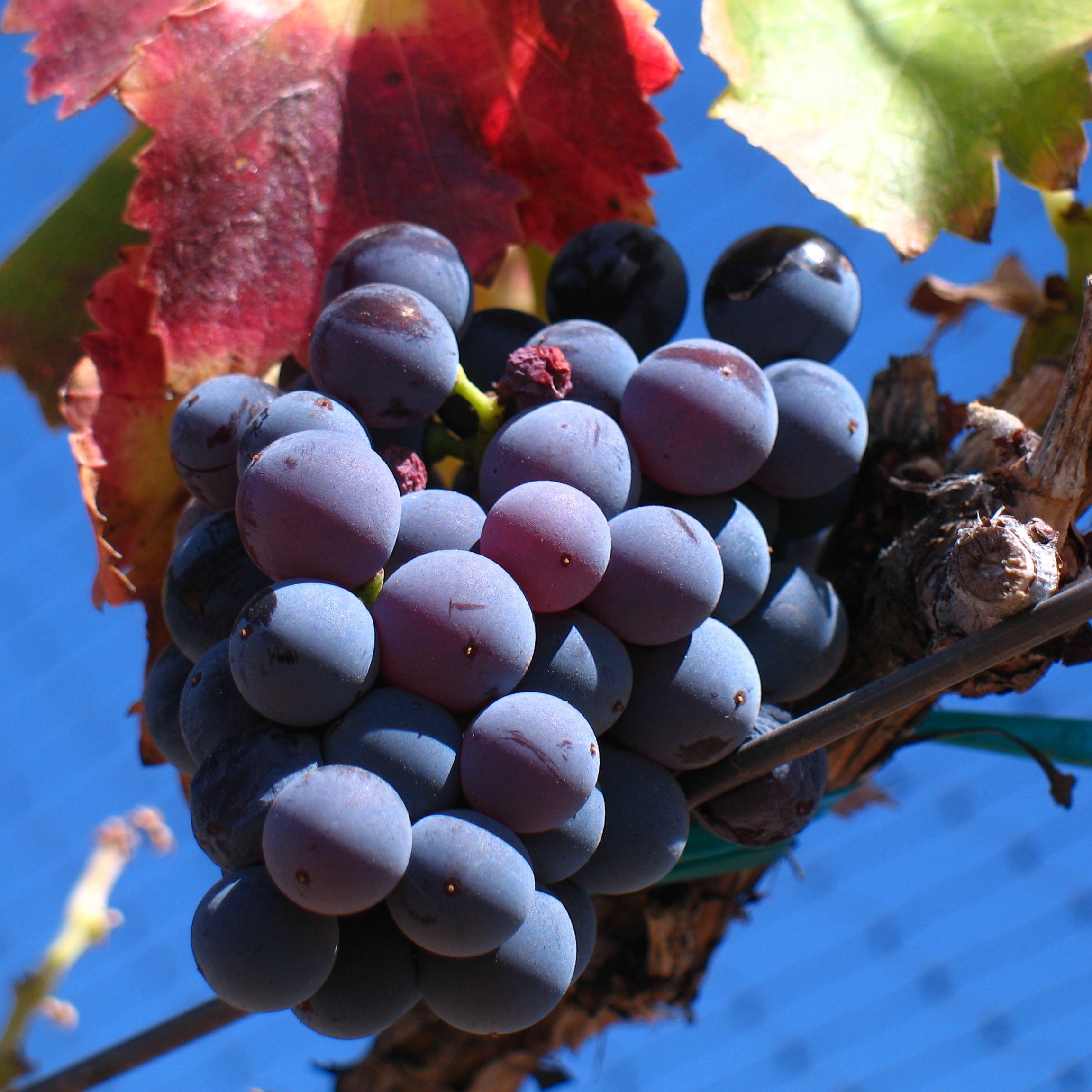 Semi di Uva Grenache - 10 semi - Semi di Vite per Vino Rosato e Rosso, Sementi Non OGM Alta Germinazione, Coltivazione Orto e Balcone
