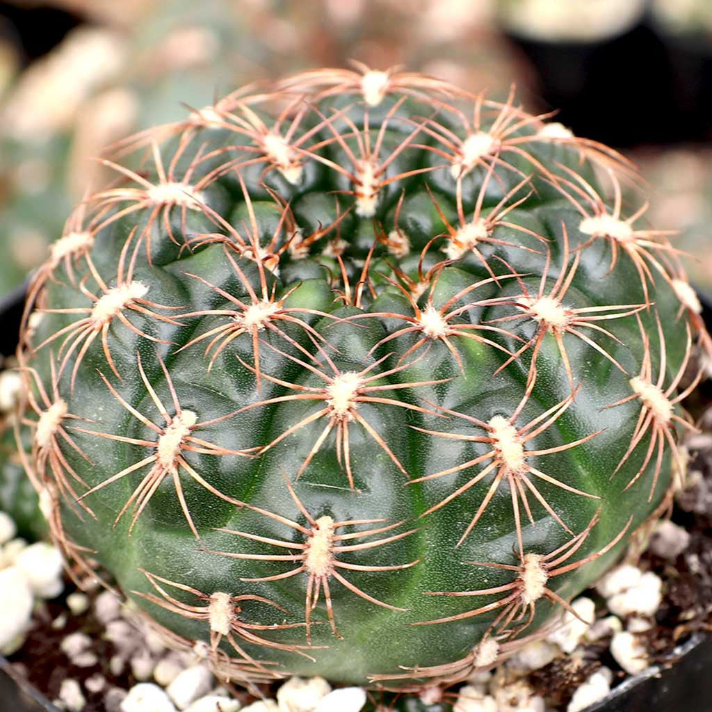 Gymnocalycium mesopotamicum - 10 Semi – Alta Germinabilità, Varietà Selezionata, Non-GMO