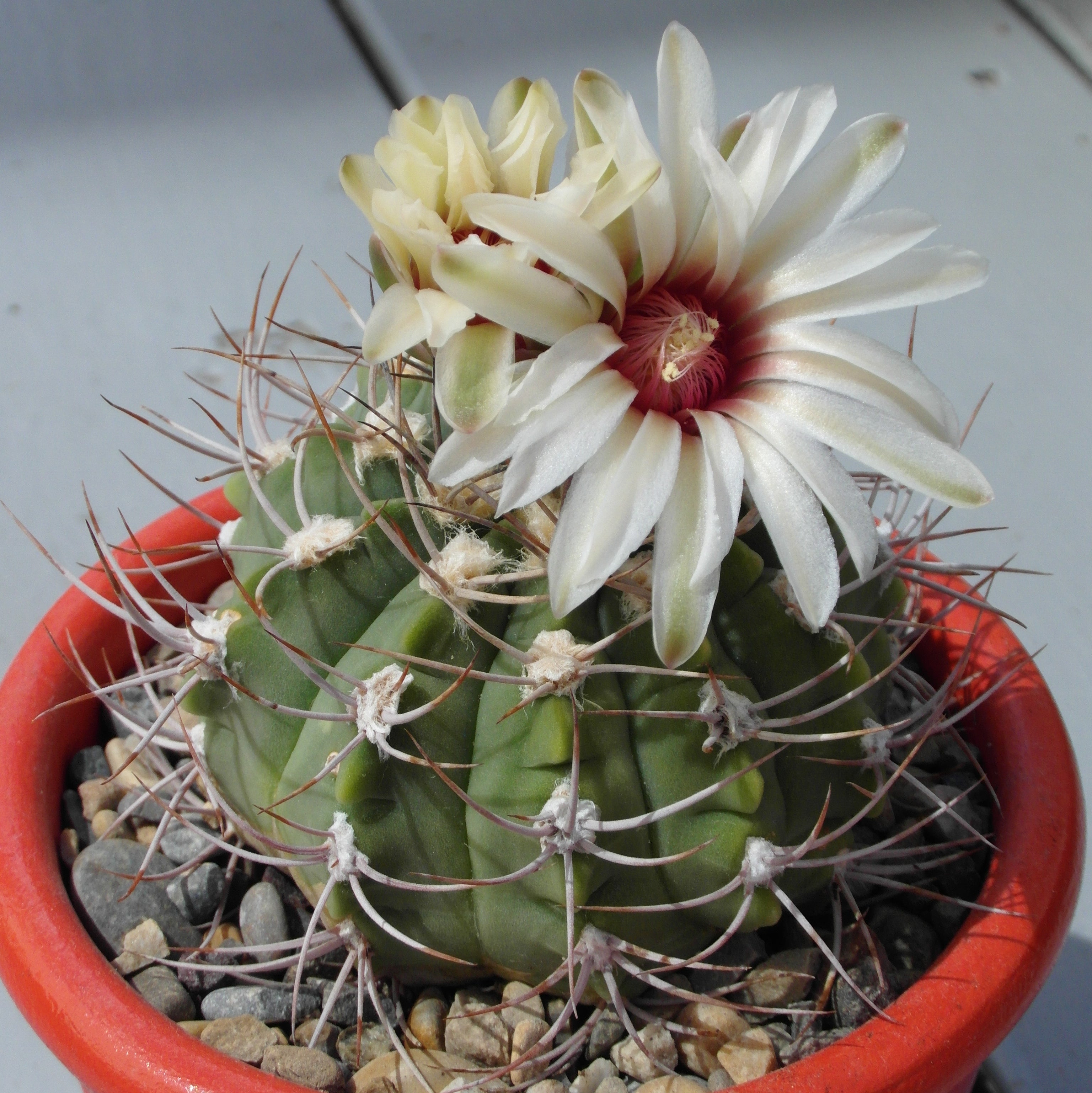 Gymnocalycium nigriareolatum - 10 Semi – Alta Germinabilità, Varietà Selezionata, Non-GMO