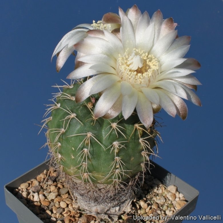 Gymnocalycium uebelmannianum - 10 Semi – Alta Germinabilità, Varietà Selezionata, Non-GMO