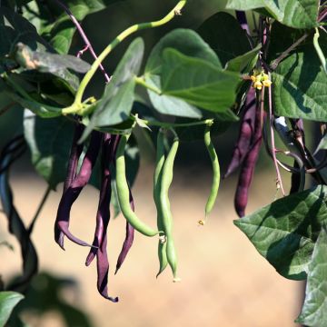 Fagiolo Nano Purple Teepee – 10 Semi, Baccello Viola Scuro, Diventa Verde in Cottura, Unico, Facile da Coltivare, Alta Germinabilità, Non-GMO