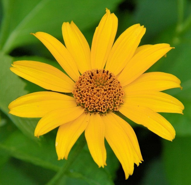 Girasole Helianthus – 30 semi – Topinambur, commestibile, per orto e cucina naturale
