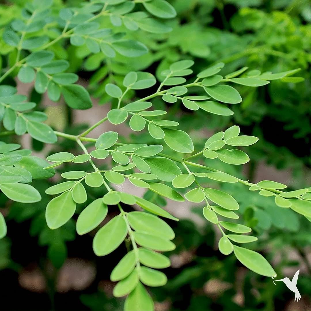 Moringa Concanensis – 10 Semi, Corteccia Rugosa, Rara, Giardino, Facile da Coltivare, Alta Germinabilità, Non-GMO