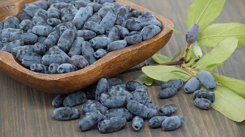 10 Semi di Mirtillo siberiano Lonicera caerulea – Semi Freschi, Alta Germinabilità, No-GMO