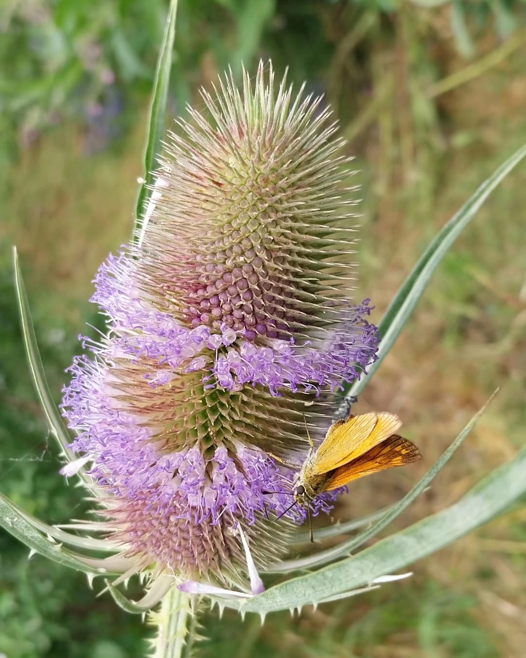 Cardo dei Lanaioli – 10 Semi, Decorativo, Secco, Giardino, Facile da Coltivare, Alta Germinabilità, Non-GMO