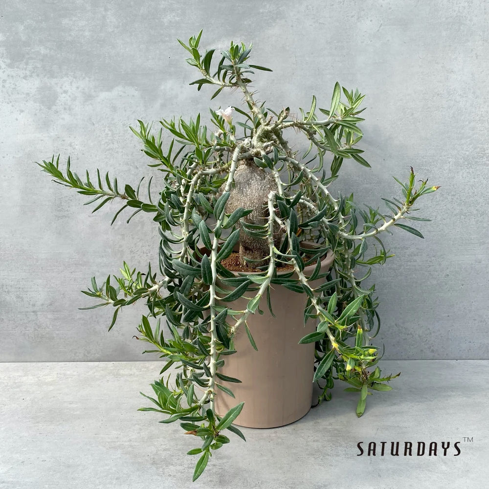 Pachypodium bispinosum - 10 Semi – Alta Germinabilità, Varietà Selezionata, Non-GMO