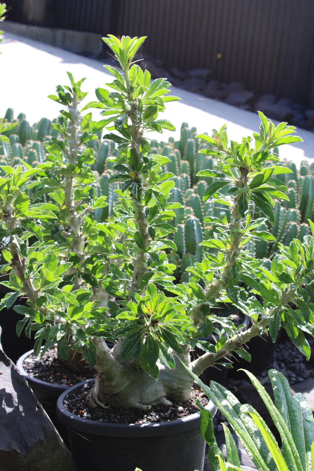 Pachypodium saundersii - 10 Semi – Alta Germinabilità, Varietà Selezionata, Non-GMO