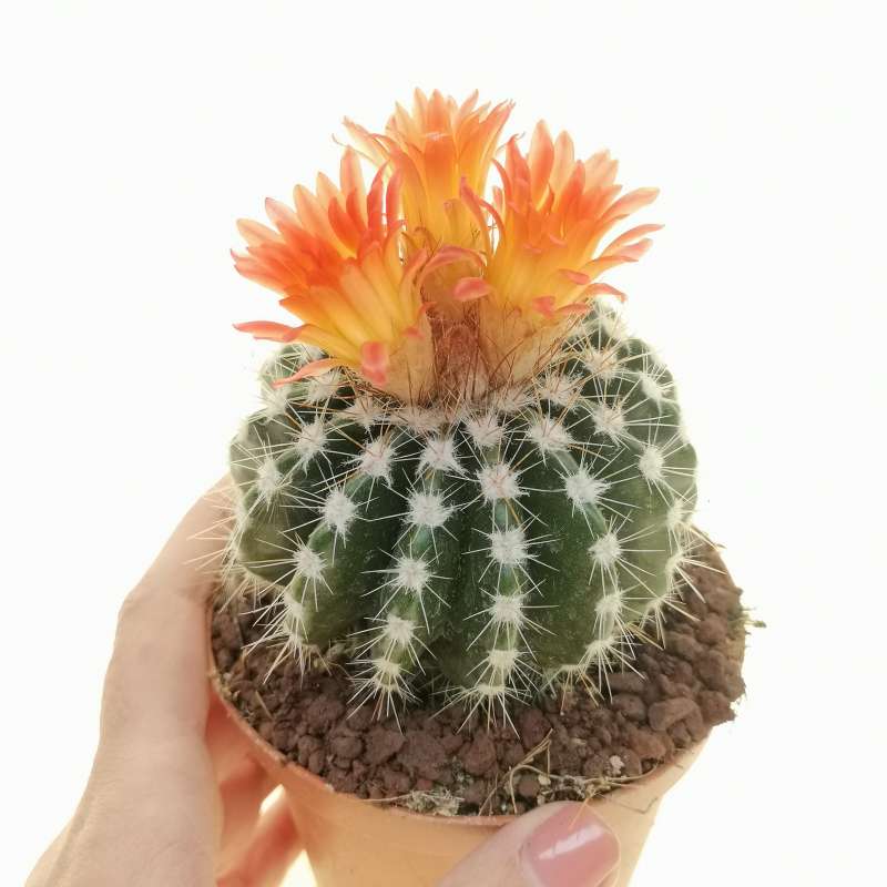Parodia diersiana - 10 Semi – Alta Germinabilità, Varietà Selezionata, Non-GMO