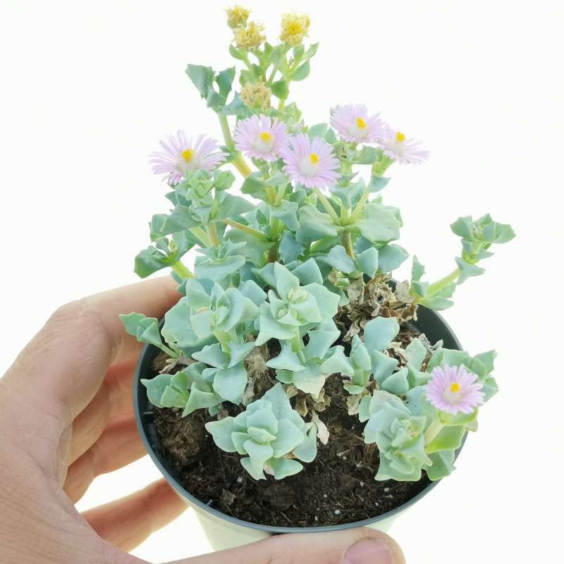 Oscularia - 10 Semi – Alta Germinabilità, Varietà Selezionata, Non-GMO