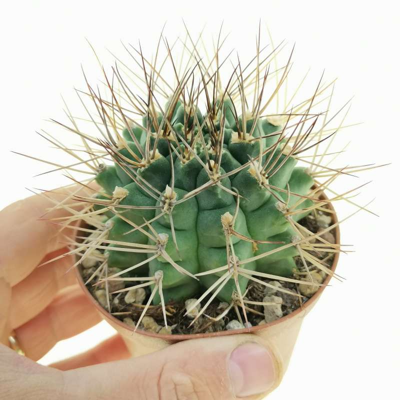 Gymnocalycium mendozaense - 10 Seeds – High Germination, Selected Variety, Non-GMO